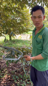 Dụng cụ buộc cành Sầu Riêng