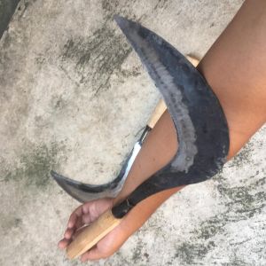 sabit rumput super tajam baja asli-sabit pengaritan-pemotong rumput