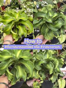 #ต้นวาสนากอบทรัพย์ หรือ #วาสนาเขาแกะ เป็นชื่อเรียก #ต้นไม้มงคล ชนิดหนึ่ง ซึ่งมีความเชื่อว่าหากปลูกไว้ในบ้านจะนำโชคลาภและความสุขมาให้. ต้นวาสนาชนิดนี้มีลักษณะใบเรียวยาว บิดเป็นเกลียว หันไปทางเดียวกัน และมีสีเขียวเข้ม.