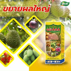 ขยายผลใหญ่ เพิ่มน้ำหนัก เร่งสี ทรงสวย จัมโบ้ AAA ฮอร์โมนพืช ปุ๋ยยา 500 ซีซี