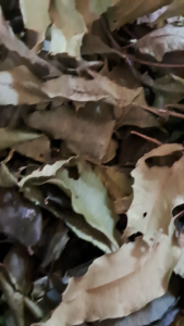 ใบสะเดาไทยตากแห้ง 50กรัม ราคา 78บาท ใบถ้วนไม่มี ผสมก้าน ปราศจากสารเคมี ออร์แกนิค100% ชาสมุนไพร ชาใบสะเดา