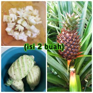 NANAS MUDA ASLI 100% Pelancar Haid  isi 2 Buah Nanas Muda Obat Tradisional Pelancar Haid Ob