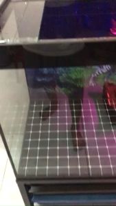 Tranh Bể Cá 3D Decal Dán Hồ Mẫu Cây Rêu Nền Xanh Phù Hợp Cá Benta Thủy Sinh Tặng Tem Cảnh Báo