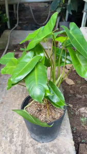 Cây Trầu Bà Tỷ Phú - Tổng thể tầm 30-40 cm - Kiểng lá đẹp mang phong thủy tốt!