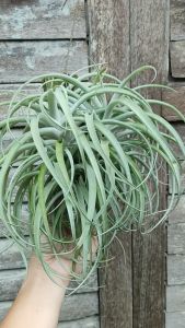 Tillandsia Betty Clump (T. Xerographica x T. Brachycaulos) with wood / airplant/ 空气凤梨- 贝蒂 (霸王x 短茎)