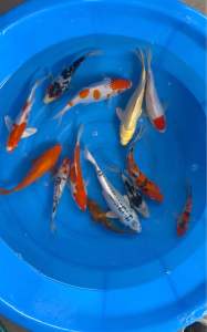 Japan koi local breed 5”-6.5” super high grade 12pcs Christmas Combo B with 1pc kohaku long fin bonus at 1588 only  + free gifts