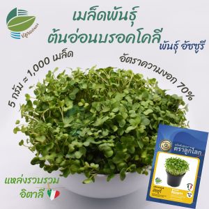 เมล็ดพันธุ์ต้นอ่อน บรอคโคลี พันธุ์ อัซซูรี นำเข้าจากอิตาลี ไมโครกรีน (Broccoli Sprout)