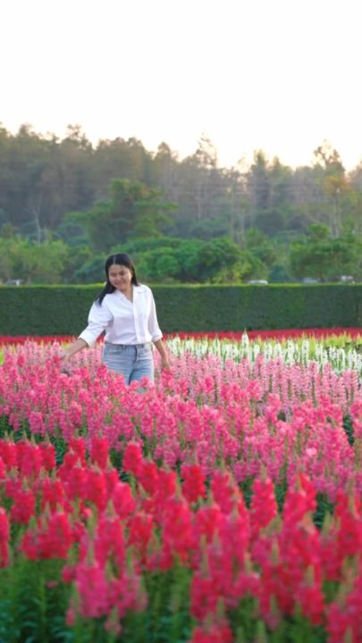 Treeno.9 T40 รวมไม้ดอกไม้ประดับจัดสวน 30 ชนิด