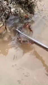 Gunting Capit Crap Tongs Jenis Flat Lurus Untuk Mengambil Seafood Kepiting Belut Gurita Atau Lainnya Panjang 52 Cm