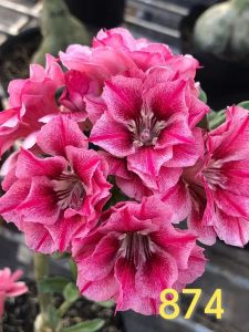 Adenium Kemboja Bonsai ID 874/富贵花