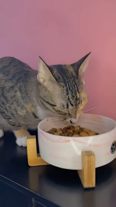 MrVet / Mr Vet All Life Stages Cat Holistic 300 Gr / Makanan Kering Kucing