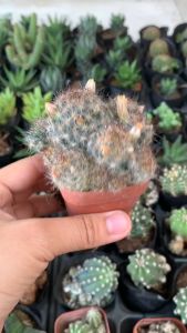 XƯƠNG RỒNG MAMI NÂU HOA VÀNG KT 5-7cm- xuất xứ Đà Lạt khoẻ đẹpLỖI 1 ĐỔI 1