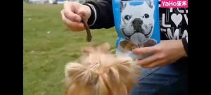 yaho Dog Snack Chicken with Bone / Chew Roll rawhide dog treats 宠物狗狗零食 / 磨牙棒