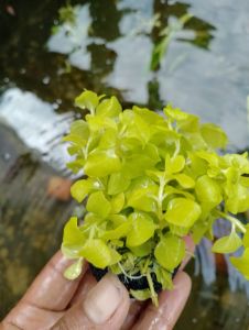 lismacia golden per wabikusa tanaman aquascape terlaris