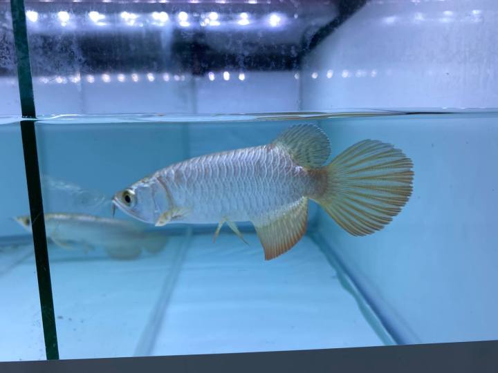 Arowana Fish 24K Golden Head Blue Purple Base Cross Back Mgbb cb 6 inch ...
