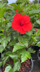 ชบาสีแดง ชบากลีบชั้นเดียว สีสดสวยจัดจ้าน Hibiscus Red Hibiscus