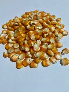 Bibit benih jagung unggul pilihan