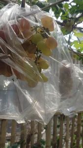 Bibit Anggur Import Everest: Panduan Lengkap