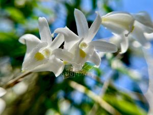 เอื้องมะลิ 🌼หรือกล้วยไม้หวายตะมอย🌼ดอกมีกลิ่นหอม ดอกสีขาวปากสีเหลือง เกาะขอนไม้ 6 นิ้ว ขนาด 5-8 ลำต้น 1 ไม้/ขุนเขาการ์เด้น