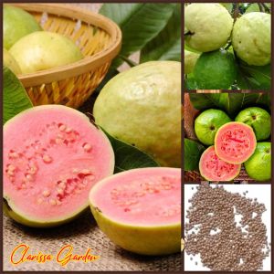 30 BUTIR BIJI | BENIH TANAMAN JAMBU BIJI MERAH