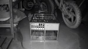 [Hàng HOT] Bẫy Chuột Tự Động Thông Minh Kim loại An Toàn- Hiệu Quả