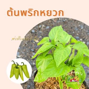 ต้นพริกหยวก  ขนาดถุงเพาะ 6 นิ้ว ผักออแกนิค ผักสวนครัว ผักสวนครัวปลูกง่าย ผักสวนครัวพร้อมปลูก