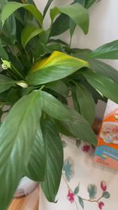 Súp - pate Nekko dành cho mèo trưởng thành và mèo con - T3 PETS SHOP