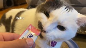 Ciao Inaba Juicy Bites Cat Treat Cats Snack Food All Stages Adult Kitten 11.3g