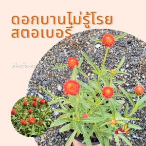 ต้นบานไม่รู้โรย สตอเบอรี่ ในถุงเพาะ 5.5นิ้ว ส่งพร้อมถุงเพาะ"