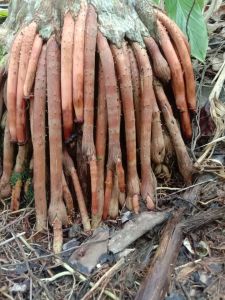 Akar pinang perkasa fresh 250 gram siap kirim