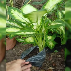 Cây giữ tiền giống siêu đẹp - Bạch Mã Hoàng Tử siêu đẹp (cây to cao 25-40cm)