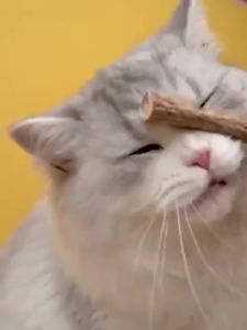 20Pcs 4-6mm Catnip Chew Sticks Natural Woodruff Cat Toys - for Teeth Cleaning & Kitten Entertainment Actinidia Silvervine