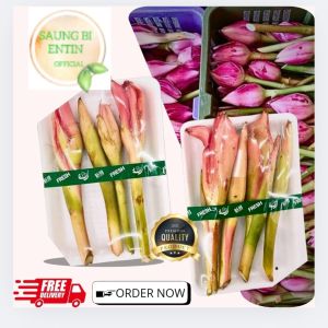 Bunga kecombrang segar 500 gr - bunga kecombrang - bunga honje - combrang