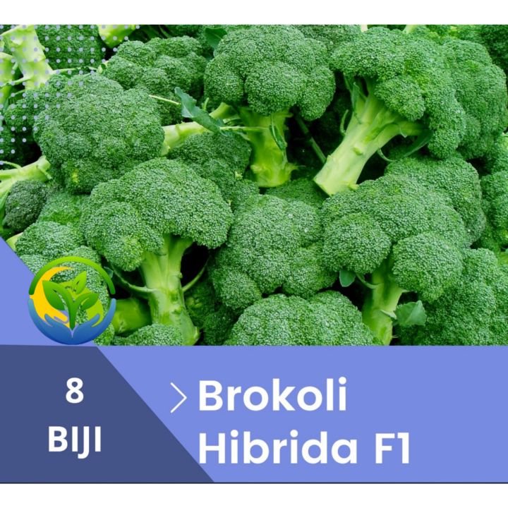 Biji Benih Brokoli Hibrida F1 Siap Tanam Biji Brokoli Hibrida F1 Repack