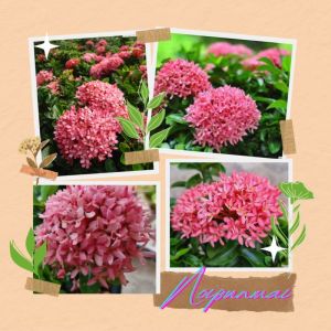 ต้นเข็มแคระดอกสีชมพู กระถาง 6 นิ้ว ราคาที่สุด คุณประสบความสำเร็จ 90-100 ของ Nike เข็มรั้วไม้จัดสวน