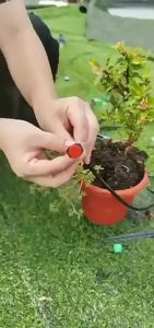 เสริมสวยต้นไม้ด้วยระบบรดน้ำน้ำหยด 10 เมตร สะดวกสบายและคุ้มค่า! พร้อมชุดน้ำหยด 12 ชุดและอุปกรณ์ครบเซ็ต ชุดพ่นหมอก ทิศทาง ชุดน้ำหยด ชูดพ่นหมอก