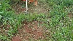 Mata Potong Rumput Senar Mata Pisau Senar Mesin Potong Rumput 2 Tak BG 328 Brush Cutter