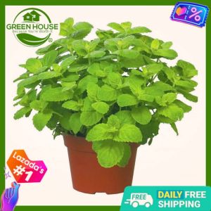 Green House® - Spearmint Seeds for Planting Herbal Plants (15 Seed) incl. Planting Instructions for Menta Espinosa Herbs