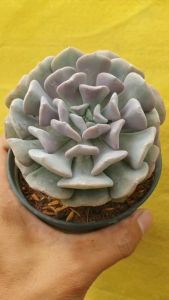 ต้นไม้อวบน้ำ กุหลาบหิน อิชิเวเรีย คิวบิค echeveria cubic frost กระถาง 4 นิ้ว #Echeveria #อิชิเวเรีย