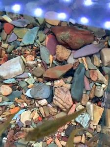 1kg Aquarium Stone Big Chicken Sand Amazon Stone / Batu Akuarium Batu Sungai 大鸡沙 河石 石头