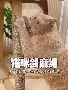 DIY Cat Tree Scratching Post Rope Natural Sisal 4/6/8MM 20/50M Anti-scratch Furniture Protector Cat Claw Grinding Pet Product
