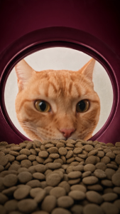 Wishbone Graze Cat New Zealand Beef and Lamb Gluten Free Grain Free Dry Cat Food for Overall Pet Health