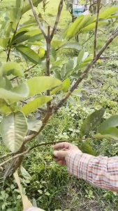 【AST|READY STOCK】ถุงกระดาษคาร์บอนห่อผลไม้ ชุนฟง ขนาด20x25ซม.และ20x30ซม.( แพ็ค 100 ถุง ) แผ่น ถุงห่อมะม่วง คาร์บอนขนาด เหนียว กันเเดด กันฝน กันแมลงและนก แข็งแรงทนทาน