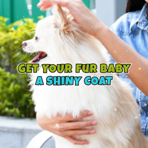 Pet SULIT BUNDLE MADRE DE CACAO SHAMPOO AND CONDITIONER WITH GUAVA MORINGA NEEM AND ACAPULKO 1 Liter  1.1kg