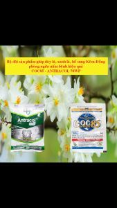 COMBO Coc85WP (Gói 20Gr) - Antracol 70WP (Gói 100Gr) bảo vệ phòng ngừa nấm cho cây kiểng mai vàng