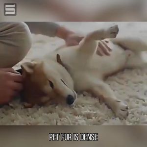 Anti tick and flea for dogs 510ML Tick and flea spray dog anti tick and flea for ticks and fleas remover pet spray Plant formula for cats and dogs Pet skin care Harmless and lickable Anti ticks and fleas for dogs Pet insecticide spray