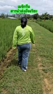 MagiGreen (เมจิกรีน) สารนำส่งอัจฉริยะ