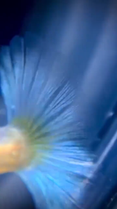 1 Khay Ép Cá Đẻ size 10x13cm Lồng dưỡng cá Lồng cá đẻ bằng nhựa