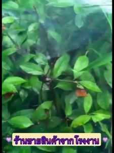 พลาสติกโรงเรือน หน้ากว้าง 3 / 4 / 5 / 6 เมตร หนา 120150ไมครอน โรงเรือน greenhouse โรงเรือนเพาะชำ พลาสติกคลุมโรงเรือน สินค้าพร้อมส่ง โรงงานมาเอง รับประกันคุณภาพ ส่งจากกรุงเทพฯ 1-2 วันถึง!!!