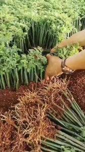 【Hot Sale】100pcs Fast Rooting Powder Hormone Growing Root Seedling Clone Plant Root Growth Rapid Garden Tool